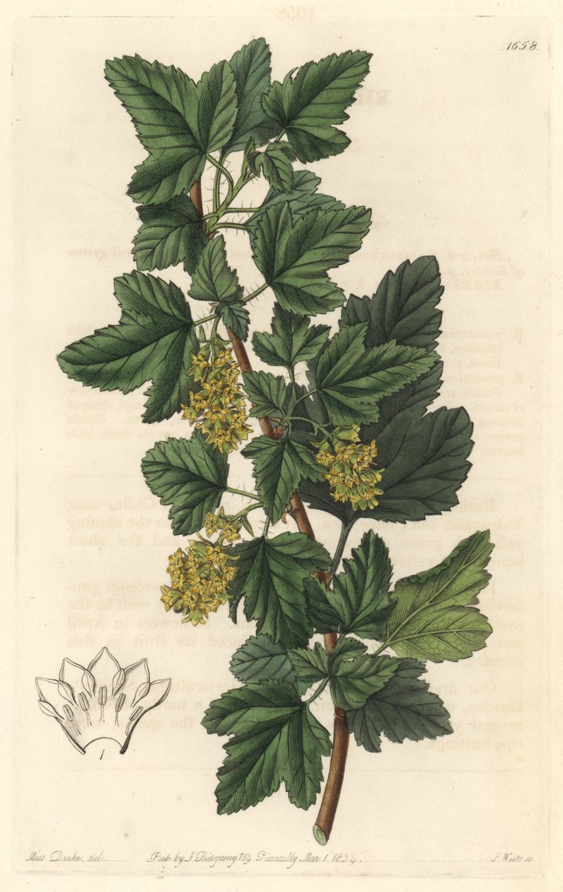 Groseillier, known as Gadellier of Siberia (Ribes diacanthum), native of Chile - Water forte by S. Watts from an illustration by Sarah Anne Drake (1803-1857), from Botanical Register 作： シデナム・ティースト・エドワーズ