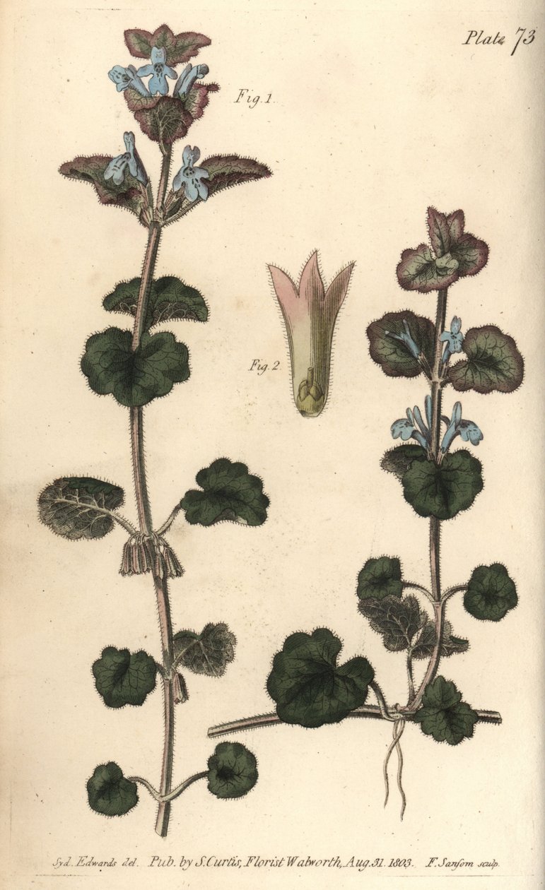 グラウンド・アイビー（Glechoma hederacea）、ギムノスペルミア（Gymnospermia）。William Curtis
