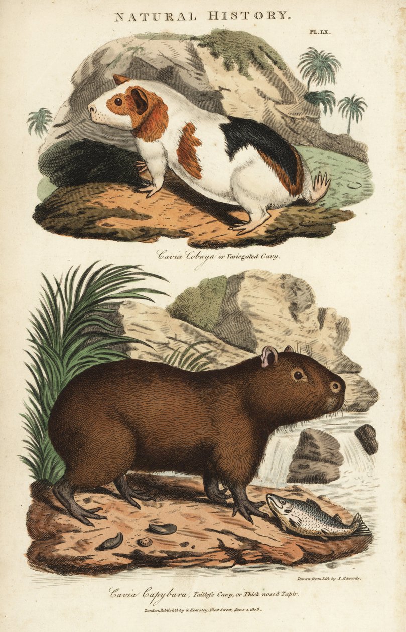 モルモットとカピバラ - モルモット(Cavia porcellus)とカピバラ(Hydrochoerus hydrochaeris)。John Mason GoodのPantologia, a New Encyclopedia, G. Kearsley, Londonに掲載されたSydenham Edwardsの手彩色銅版画。 作： シデナム・ティースト・エドワーズ