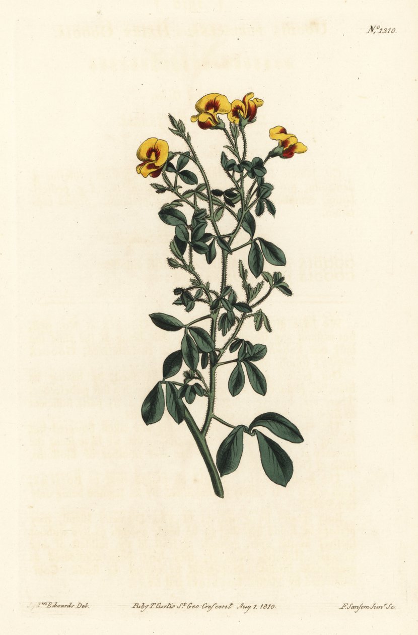 毛の生えたグディア、Goodia lotifolia var. pubescens（グディア・パブエスケンス）。William Curtis