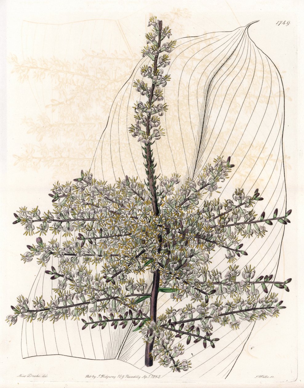 インドのハワイアン・スピナード（葦） - イギリスのSydenham Edwards（1768-1819）のBotanical Registerに掲載されているSarah Anne Drake（1803-1857）のイラストをS.Wattsがエングレーヴィングしたもの。 作： シデナム・ティースト・エドワーズ