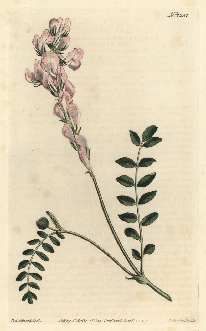 Hedysarum spinosissimum subsp.capitatum（セプター・フラワー・ヘッジサルム、Hedysarum capitatum）。William Curtis