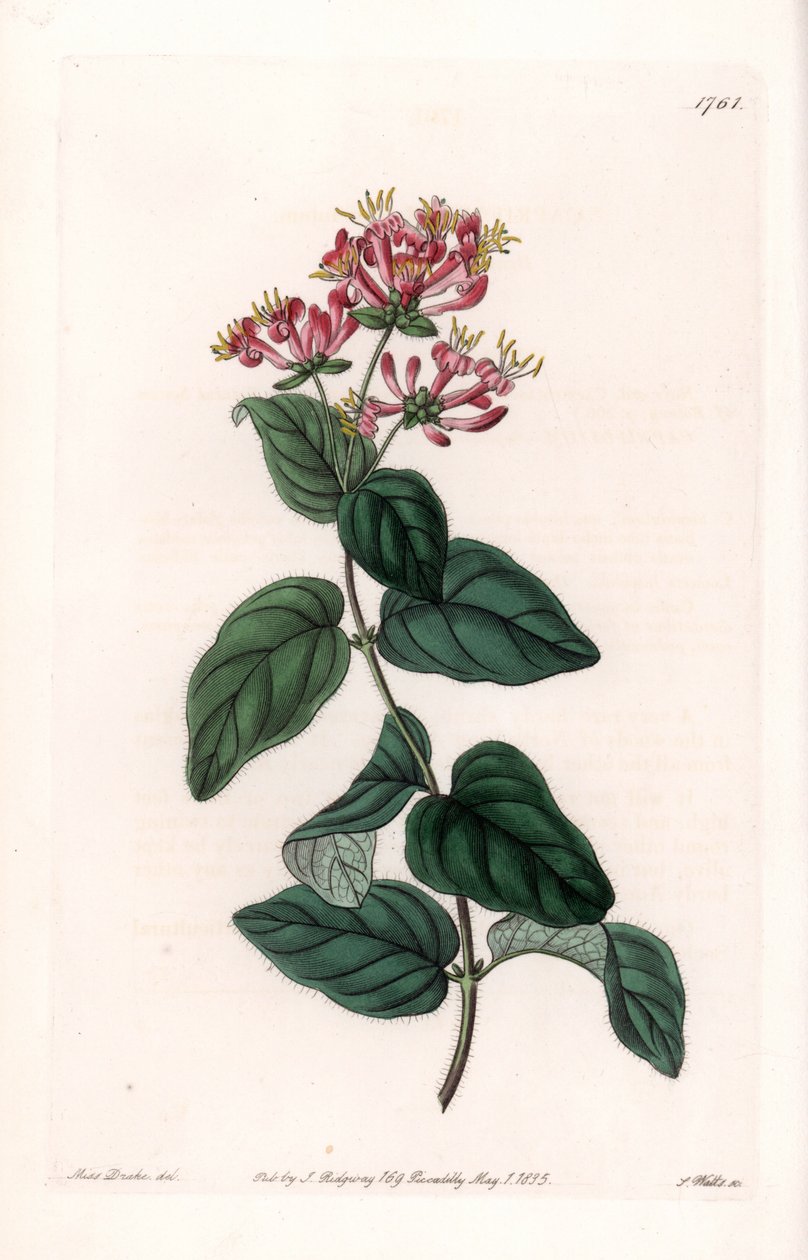 ハーブ・ヴァリエーション - イギリス、サイデナム・エドワーズ（1768-1819）の植物図鑑に掲載されたサラ・アン・ドレイク（1803-1857）のイラストをもとに、S.Wattsがエングレーヴィングしたプレート。 作： シデナム・ティースト・エドワーズ