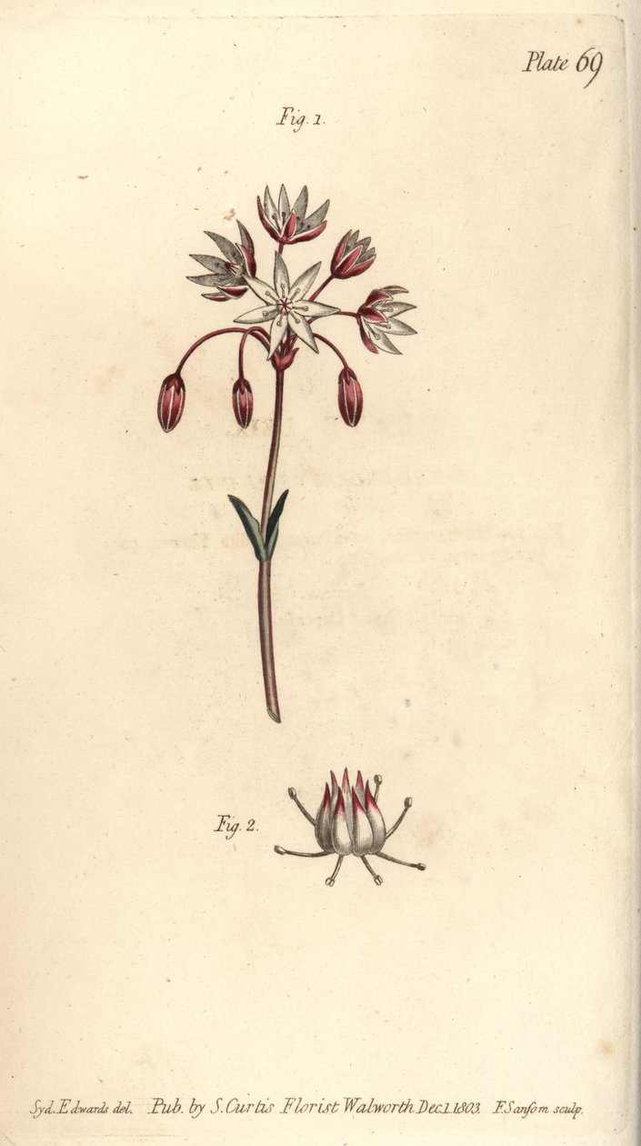 7つの雌しべを持つ両性具有の花、Heptagynia, Septas capensis。William Curtis