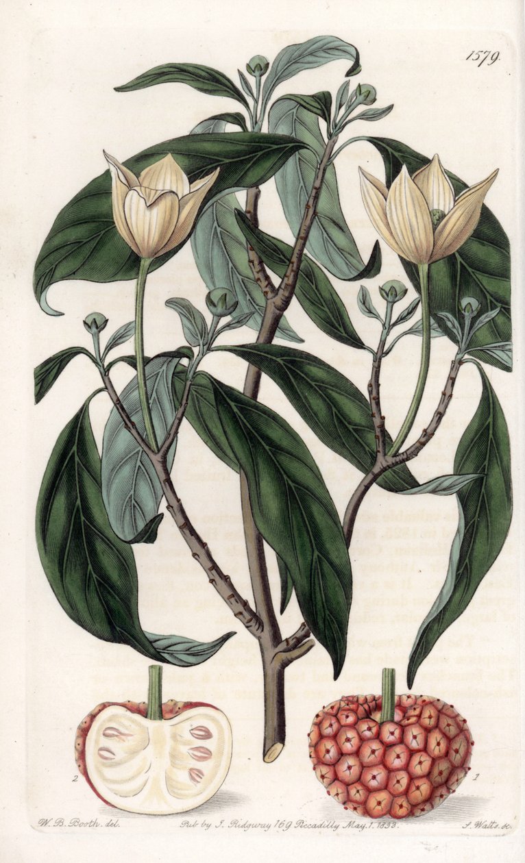 ヒマラヤハナミズキ - イギリスのSydenham Edwards(1768-1819)のBotanical Registerに掲載されたSarah Anne Drake(1803-1857)のイラストをS.Wattsがエングレービングしたボード。 作： シデナム・ティースト・エドワーズ