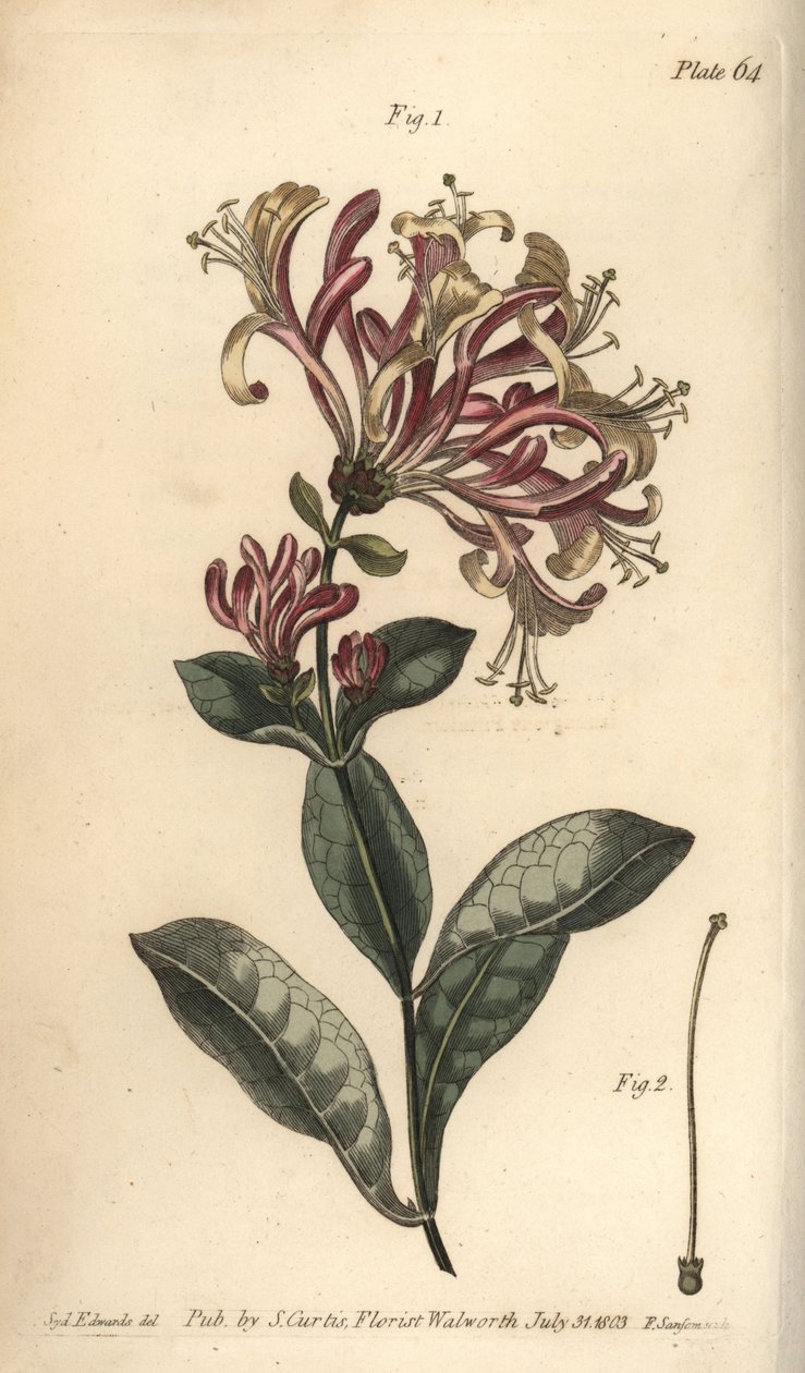 ハニーサックル、Lonicera caprifolium、Monogynia。William Curtis
