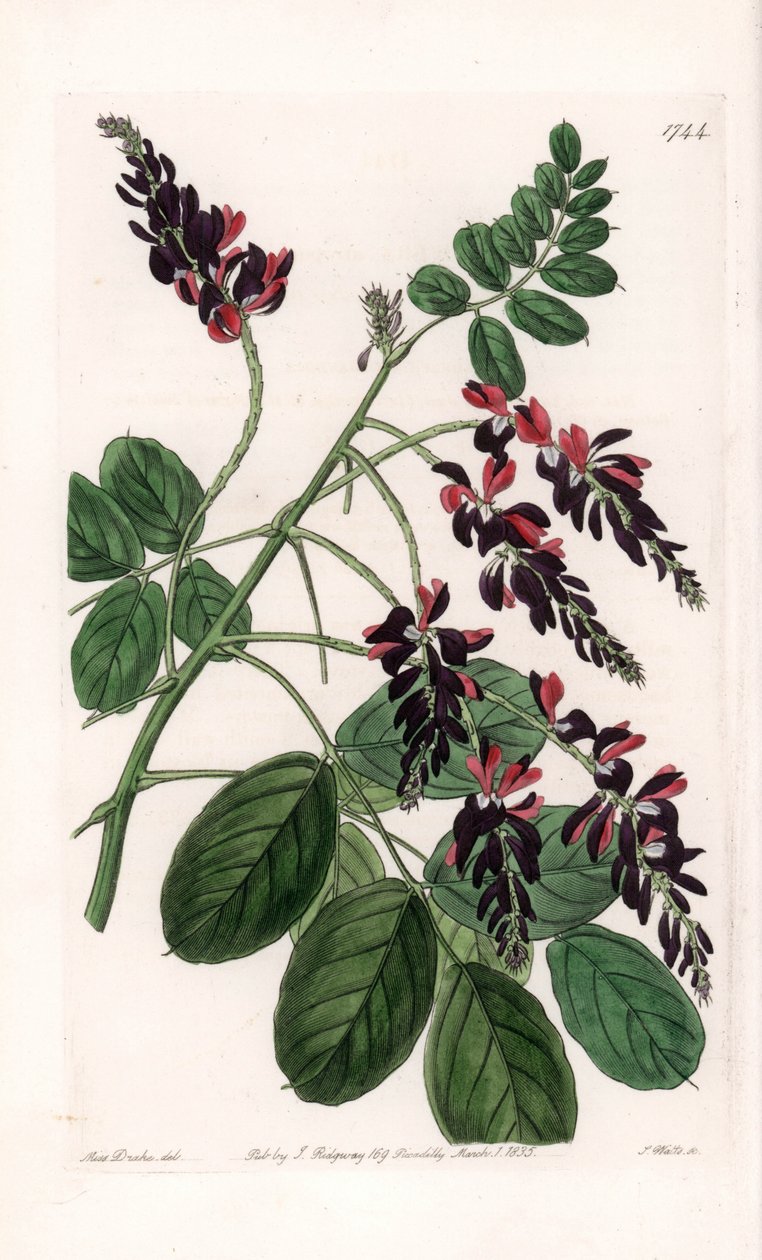 Indigofera Variete - イギリスのSydenham Edwards (1768-1819)のBotanical Registerに掲載されたSarah Anne Drake (1803-1857)のイラストをS.Wattsがエングレービングしたプレート。 作： シデナム・ティースト・エドワーズ