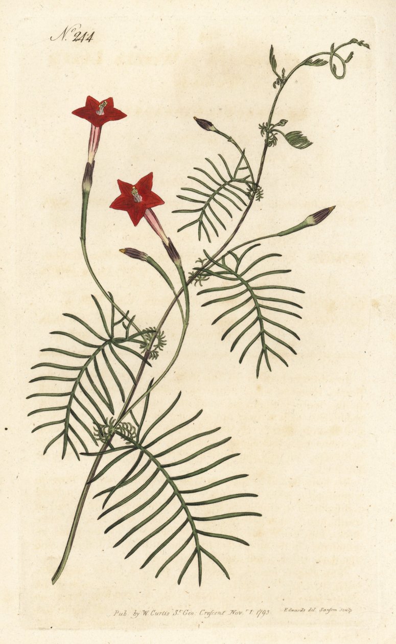 Ipomee quamoclite or quamoclite pennee or ipomee a red leaf - Cypress vine or winged leaved ipomoea, Ipomoea quamoclit.ロンドンのWilliam Curtis
