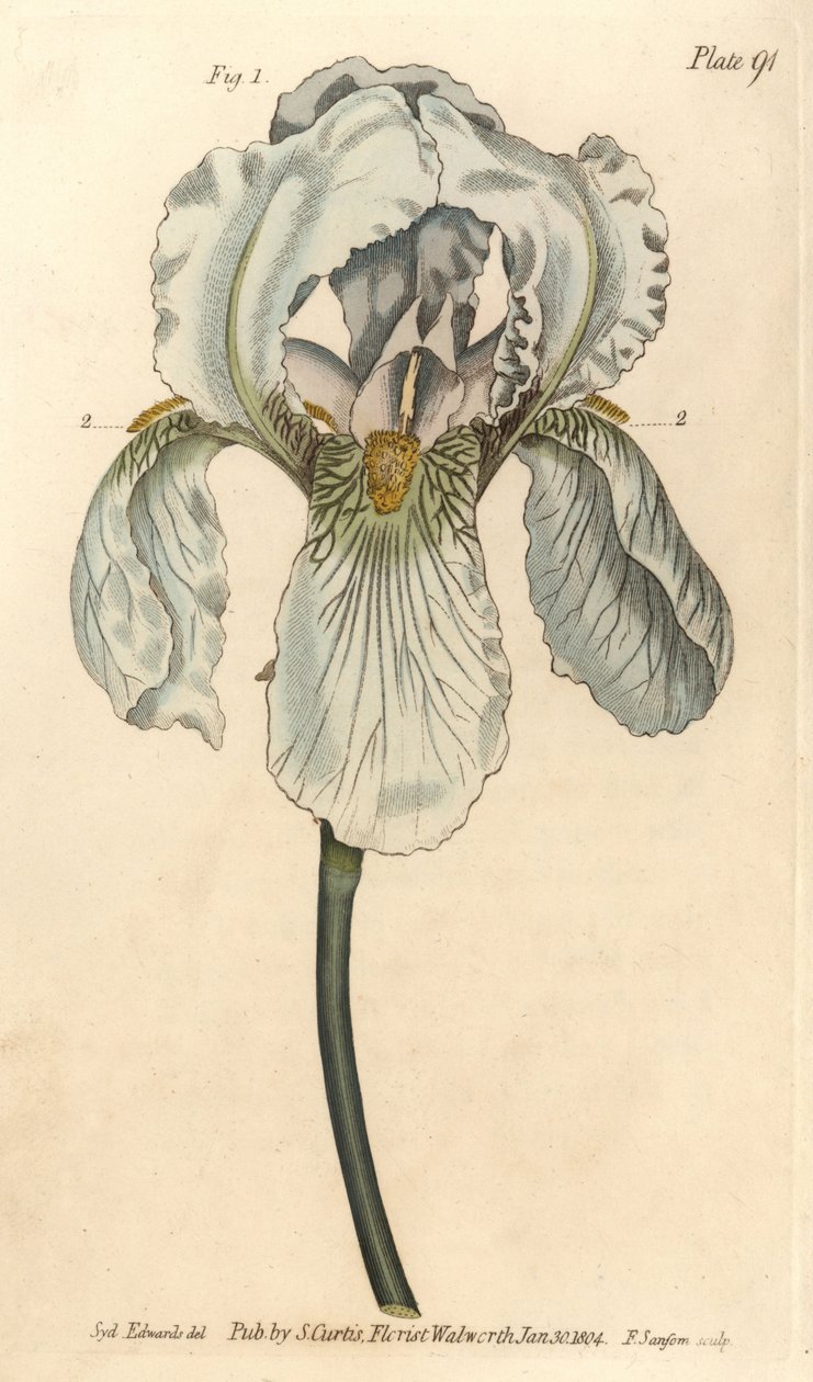Iris florentina, Iris germanica nothovar.William Curtis