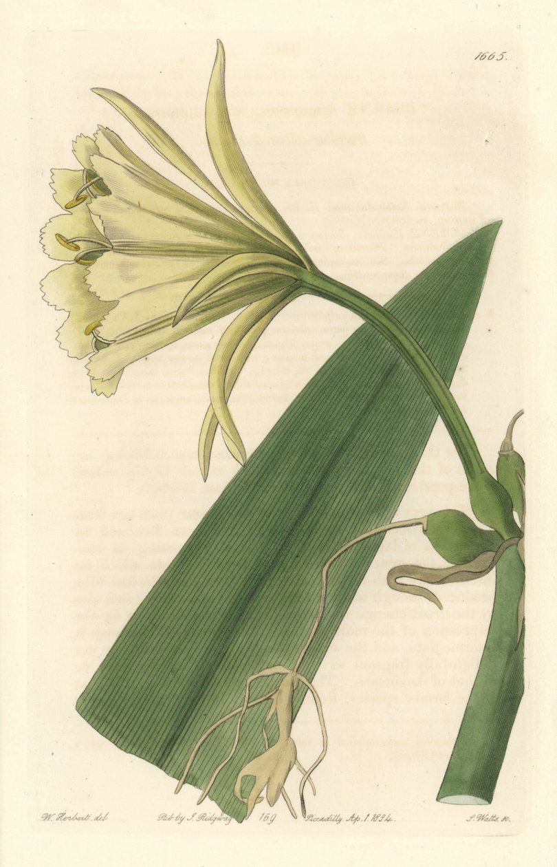ペルーのイスメネ、ナルシス、水仙 - サラ・アン・ドレイク（1803-1857）のイラストからS.ワッツが描いた「強い水」（Botanical Registerより 作： シデナム・ティースト・エドワーズ