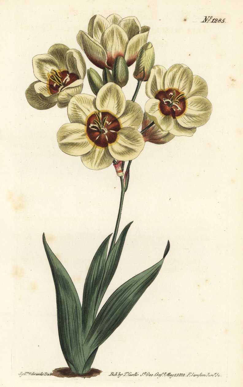 Ixia abbreviata（クリーム色の斑点のあるイクシア、Ixia maculata v. ochroleuca）。William Curtis