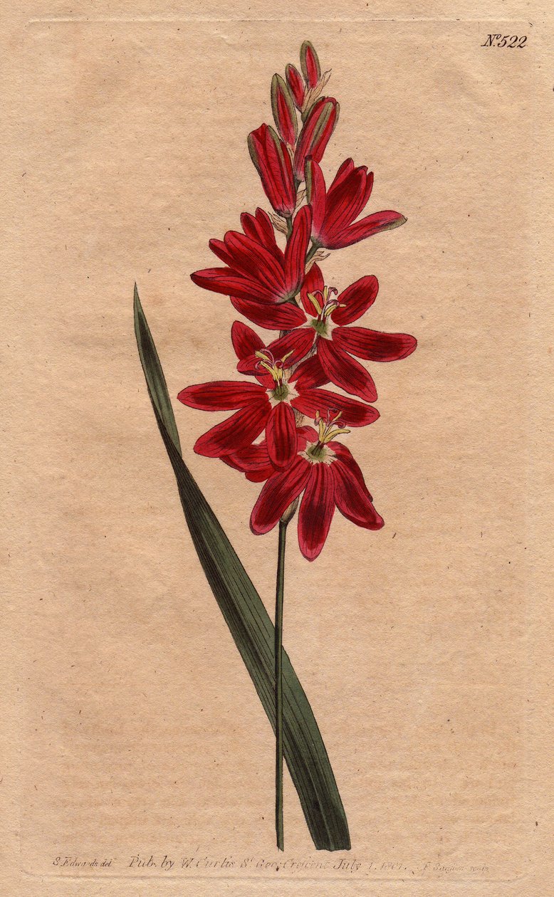 Ixia crimson oder Stale-Blume, dunkle Scharlachfarbe. Crimson Ixia oder ausbreitende Blüten-Ixia mit tiefroten Blüten. Ixia patens. Handkolorierte Kupferstichgravur aus einer botanischen Illustration von Sydenham Edwards aus William Curtis