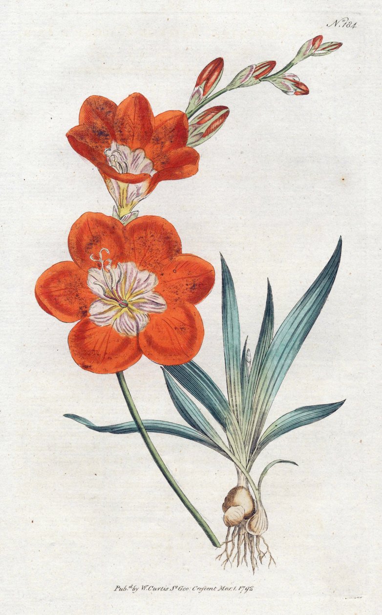 Ixie orangee - Sydenham Edwards (1768-1819)によるリトグラフ、William Curtis