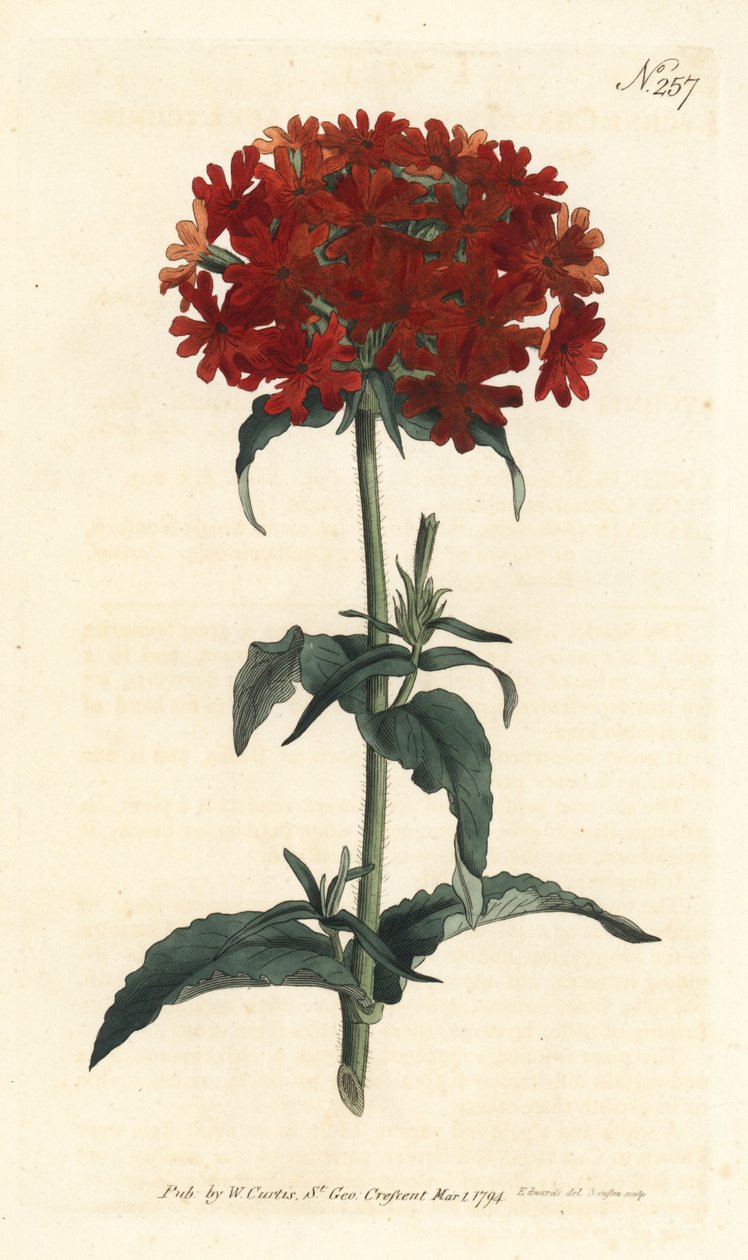 エルサレムの十字架-燃えるような愛、Silene chalcedonica（スカーレット・リクニス、Lychnis chalcedonica）。ロンドンのWilliam Curtis