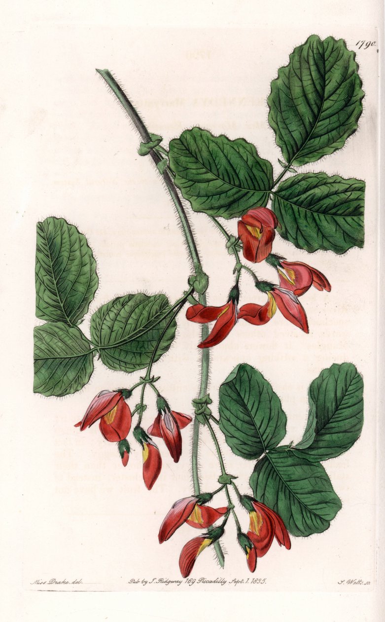 Kennedia macrophylla、オーストラリア原産の植物、絶滅危惧種の希少種 - イギリスのSydenham Edwards（1768-1819）のBotanical Registerに掲載されたSarah Anne Drake（1803-1857）のイラストをS.Wattsがエングレーヴィングしたもの。 作： シデナム・ティースト・エドワーズ