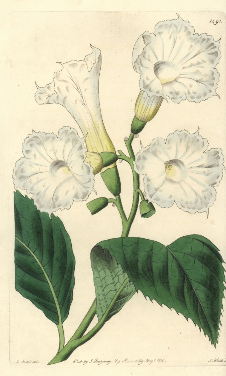大輪の花を咲かせるコルディア（Cordia grandiflora）。Sydenham Edwards