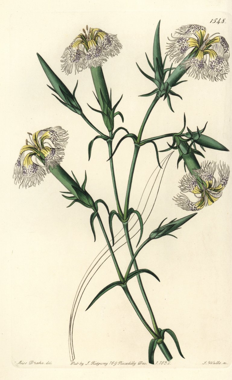 レバノンカーネーション（絶滅危惧種） - レバノンのピンク、Dianthus libanotis。絶滅危惧種。Sydenham Edwards