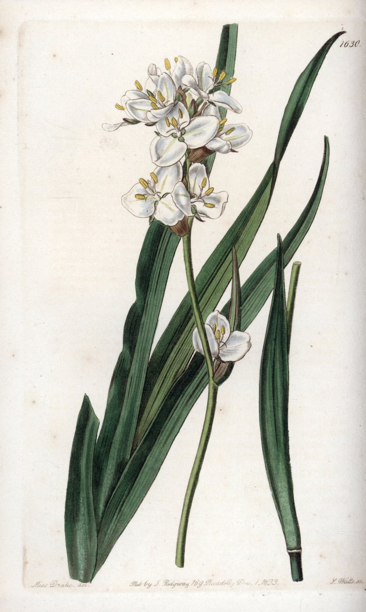 チリの固有種であるLibertia - イギリスのSydenham Edwards(1768-1819)のBotanical Registerに掲載されたSarah Anne Drake(1803-1857)のイラストをS.Wattsがエングレービングしたもの。 作： シデナム・ティースト・エドワーズ