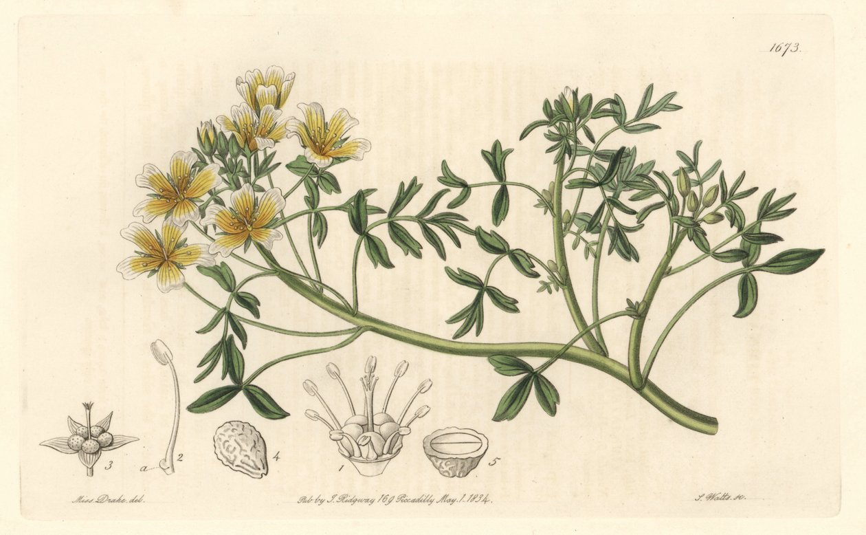 Limnanthe, originally from California - S. Watts Strong Water from an illustration by Sarah Anne Drake (1803-1857), from the Botanical Register 作： シデナム・ティースト・エドワーズ