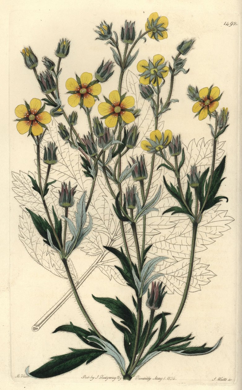 Long-leaved cinquefolia variete - Potentilla longifolia (Viscid cinquefoil, Potentilla viscosa).Sydenham Edwards