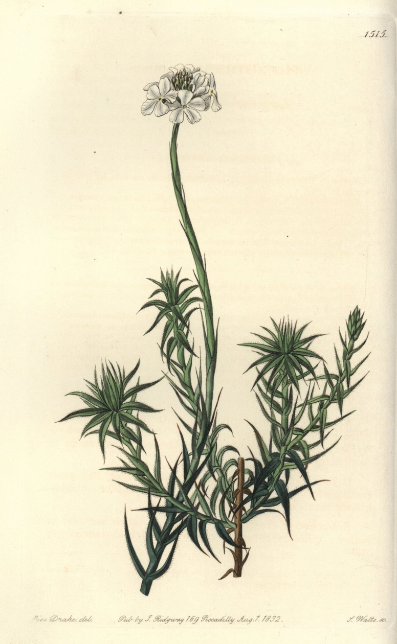 Long-leaved sphenotoma, Sphenotoma capitatum.Sydenham Edwards