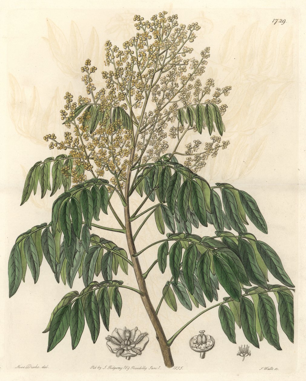 Longanier, originally from China - S. Watts strong water from an illustration by Sarah Anne Drake (1803-1857), from the Botanical Register 作： シデナム・ティースト・エドワーズ