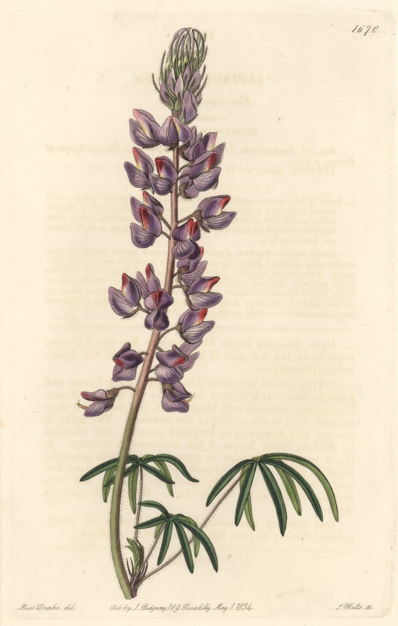細い葉を持つルパン - Sarah Anne Drake (1803-1857)のイラストからS.Wattsが描いた強い水、Botanical Registerより。 作： シデナム・ティースト・エドワーズ