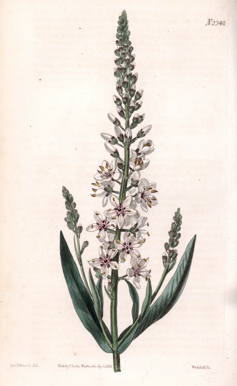 Lysimaque ephemere - 銀または柳の葉のヨシノボリ、Lysimachia ephemerum。ロンドンのSamuel Curtis