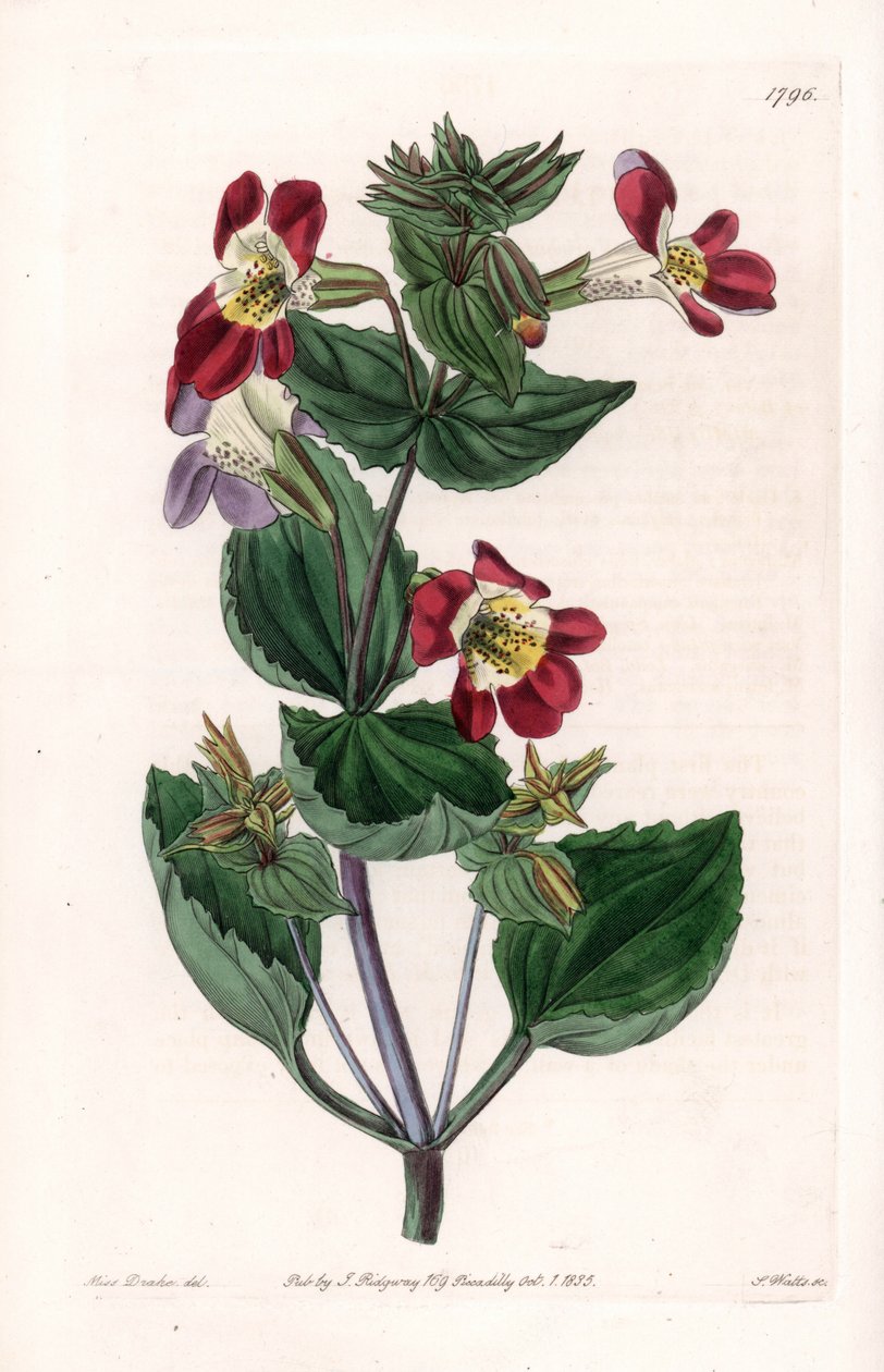 Mimule variete（モンキーフラワーまたはジャコウフラワーと呼ばれる） - イギリスのSydenham Edwards（1768-1819）のBotanical Registerに掲載されているSarah Anne Drake（1803-1857）のイラストをS.Wattsがエングレービングしたボード。 作： シデナム・ティースト・エドワーズ
