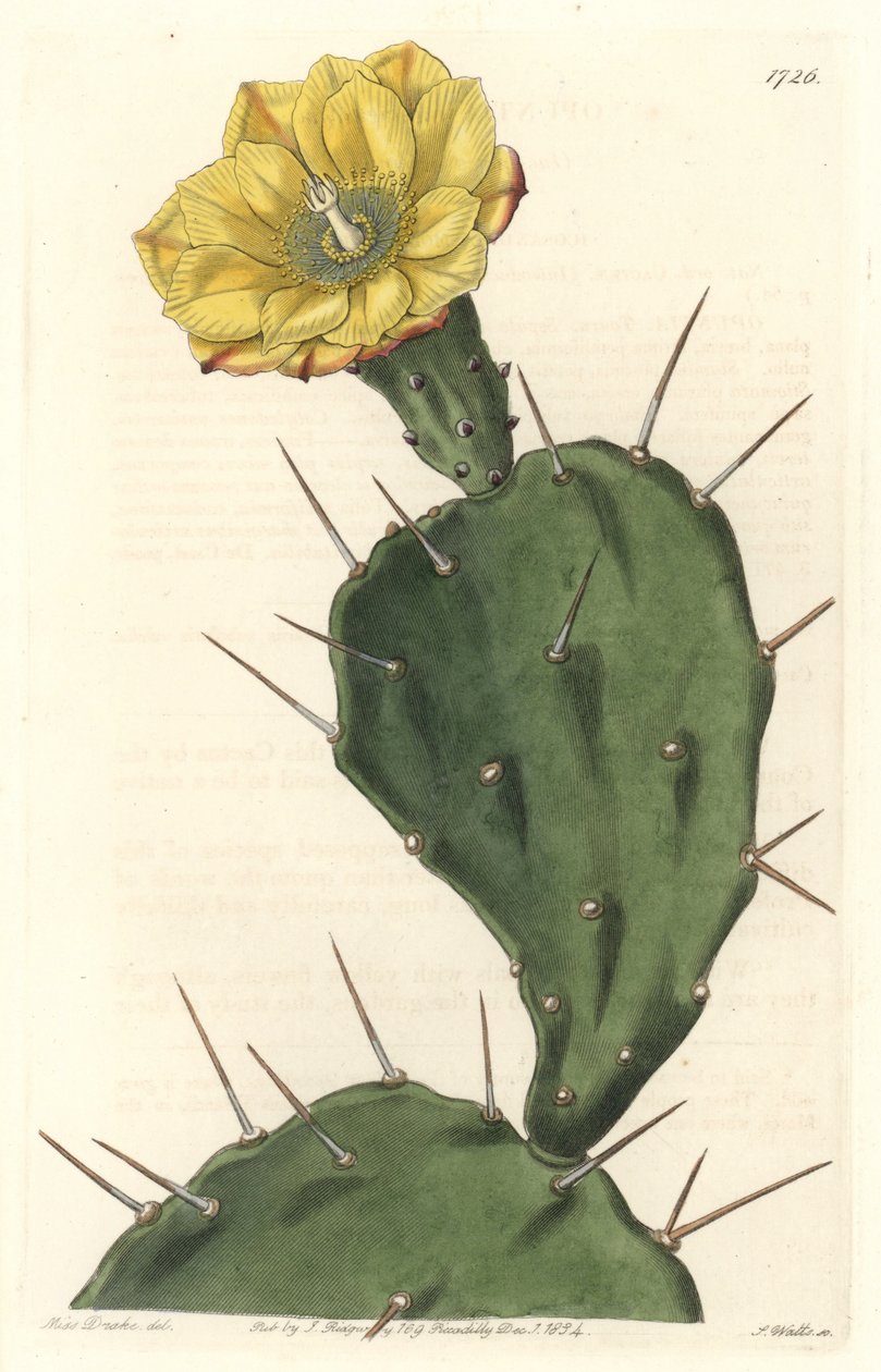 南米原産の花サボテン「Monacanth Pactus」-Sarah Anne Drake（1803-1857）のイラストからS.Wattsが描いた強い水、Botanical Registerより。 作： シデナム・ティースト・エドワーズ