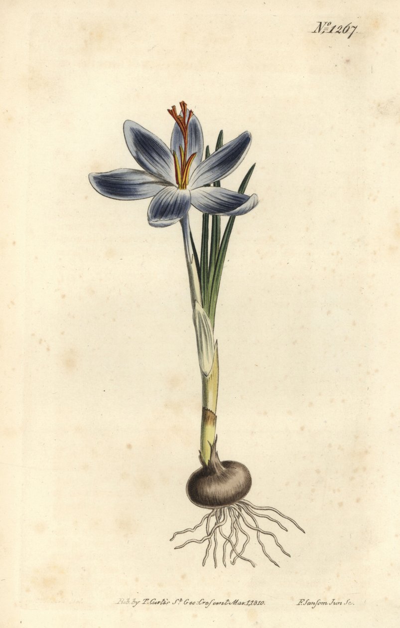 マウンテンクロッカス（Crocus serotinus）。William Curtis