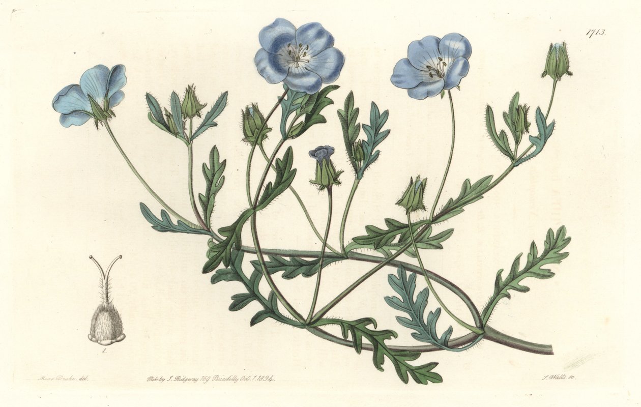 Namophile maculee（カリフォルニア原産） - Sarah Anne Drake（1803-1857）のイラストからS.Wattsが作成したWater forte（植物図鑑より）。 作： シデナム・ティースト・エドワーズ