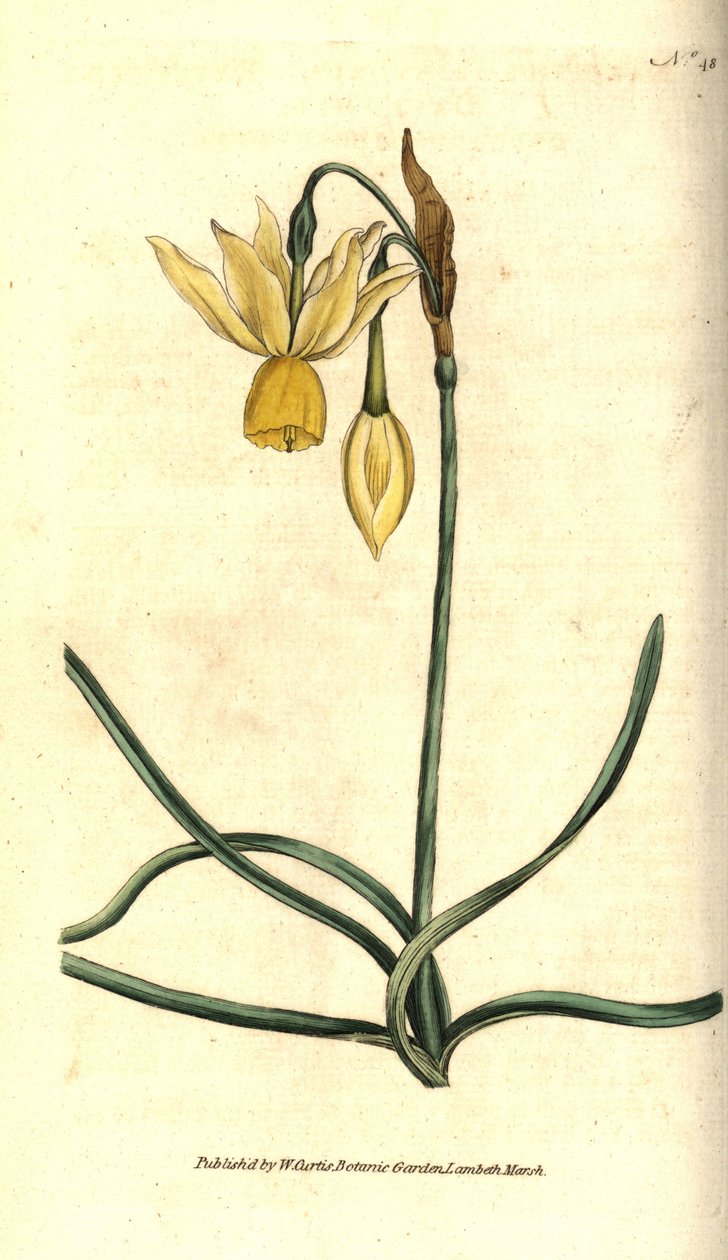 Narcissus - Reflexed daffodil, Narcissus triandrus（水仙）。William Curtis