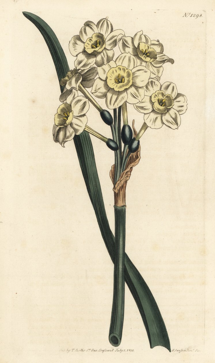Narcissus a bouquet - Bunch-flowered daffodil, Narcissus tazetta (Pale-cupped white garden narcissus; Narcissus orientalis) - William Curtis