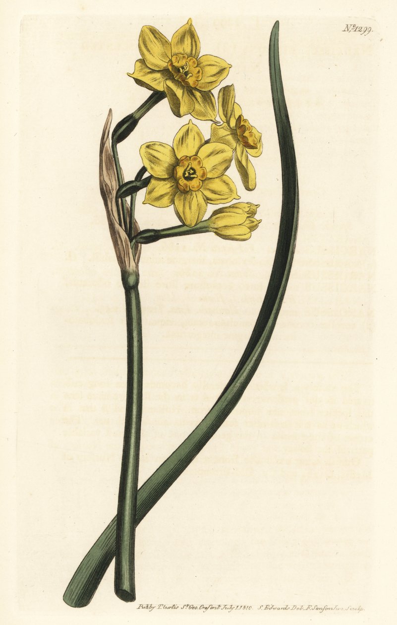 Narcissus a bouquet Bunch-flowered daffodil, Narcissus tazetta subsp. aureus (Daffodil-scented narcissus, Narcissus bifrons) - William Curtis