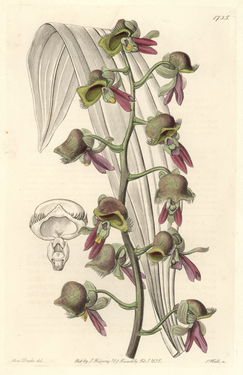 蘭 Catasetum、ツートンカラーの花、ギアナ原産 - Sarah Anne Drake (1803-1857)のイラストからS.Wattsが描いたWater forte、Botanical Registerより。 作： シデナム・ティースト・エドワーズ