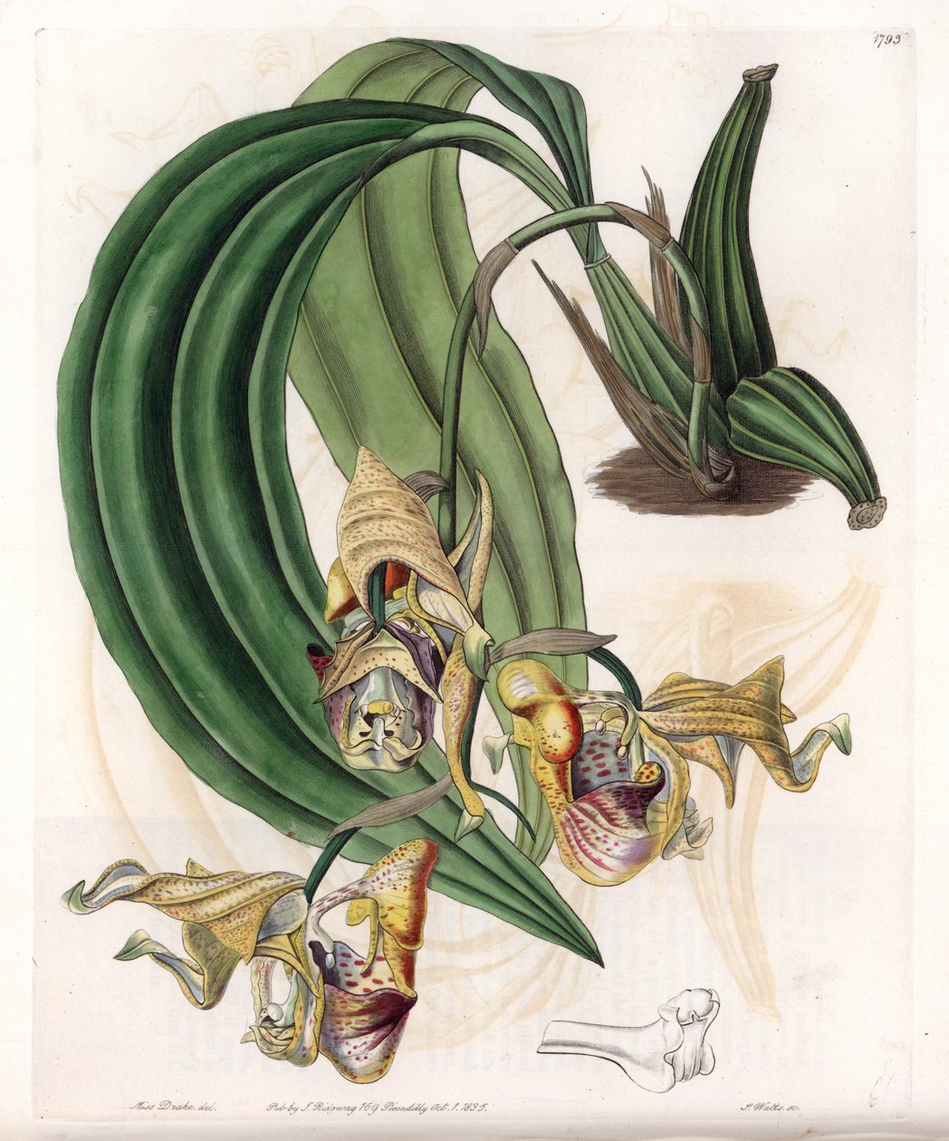 蘭。斑入りの花を持つCoryanthesの品種 - イギリスのSydenham Edwards（1768-1819）のBotanical Registerに掲載されているSarah Anne Drake（1803-1857）のイラストをS.Wattsがエングレーヴィングしたもの。 作： シデナム・ティースト・エドワーズ