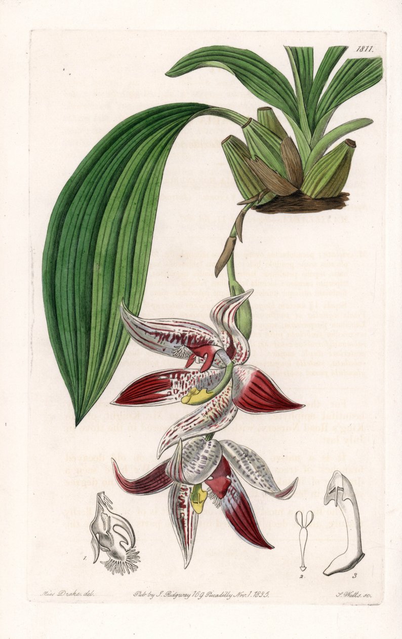 蘭。アマゾン原産のPaphinia cristata - イギリスのSydenham Edwards（1768-1819）のBotanical Registerに掲載されているSarah Anne Drake（1803-1857）のイラストをS.Wattsがエングレーヴィングしたもの。 作： シデナム・ティースト・エドワーズ