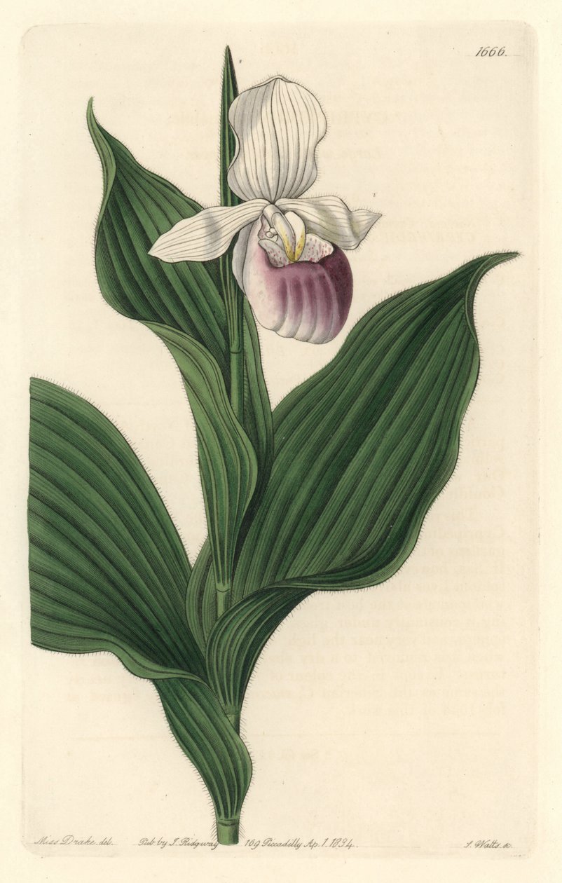 Orchid, Royal Cypripede - Water forte by S. Watts from an illustration by Sarah Anne Drake (1803-1857), from the Botanical Register 作： シデナム・ティースト・エドワーズ