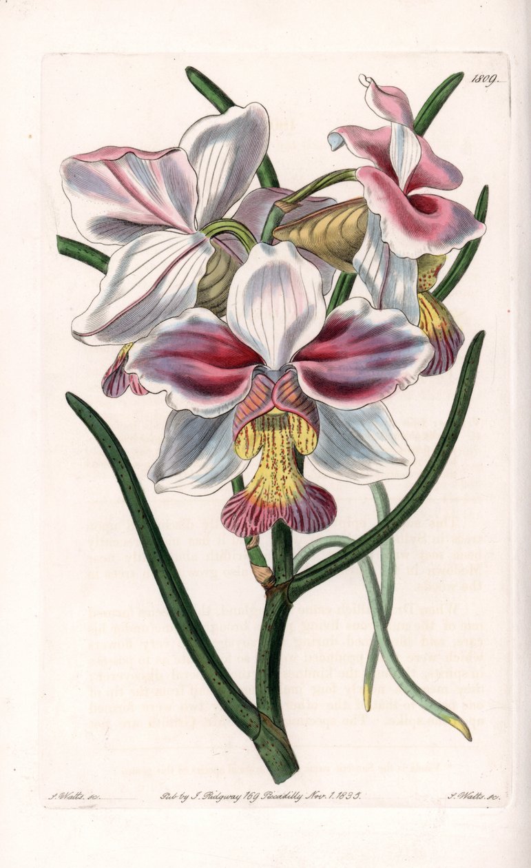 蘭。アジアの着生種であるバンダの品種 - イギリスのSydenham Edwards（1768-1819）のBotanical Registerに掲載されたSarah Anne Drake（1803-1857）のイラストをS.Wattsがエングレーヴィングしたもの。 作： シデナム・ティースト・エドワーズ