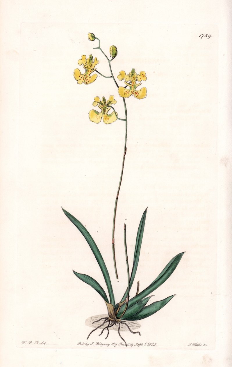 蘭。ハイチとサントドミンゴの固有種、Variete Tolumnia guianensis - イギリスのSydenham Edwards (1768-1819)のBotanical Registerに掲載されたSarah Anne Drake (1803-1857)のイラストをS.Wattsがエングレーヴィングしたもの。 作： シデナム・ティースト・エドワーズ