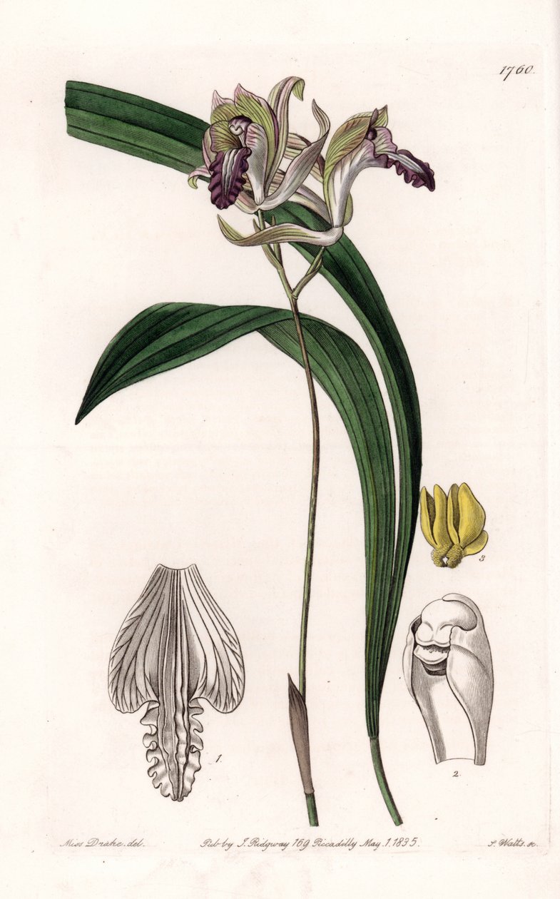 蘭。Variety of Bletia of America - イギリスのSydenham Edwards (1768-1819)のBotanical Registerに掲載されたSarah Anne Drake (1803-1857)のイラストをS.Wattsがエングレーヴィングしたもの。 作： シデナム・ティースト・エドワーズ