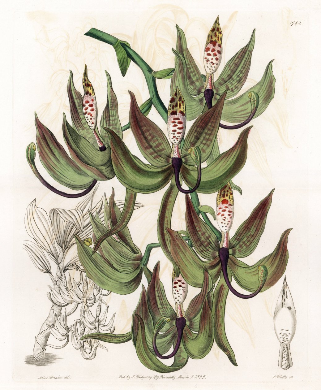 蘭。Variety of Cycnoche - イギリスのSydenham Edwards (1768-1819)のBotanical Registerに掲載されているSarah Anne Drake (1803-1857)のイラストをS.Wattsがエングレービングしたボード。 作： シデナム・ティースト・エドワーズ