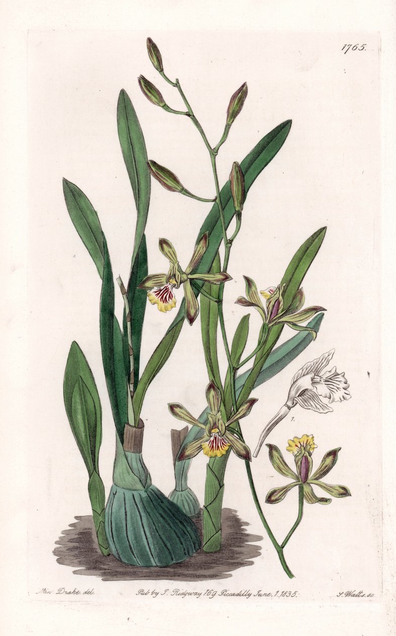 Orchid: epidendre grele - イギリス、Sydenham Edwards (1768-1819)のBotanical Registerに掲載されたSarah Anne Drake (1803-1857)のイラストをS.Wattsがエングレービングしたボード。 作： シデナム・ティースト・エドワーズ