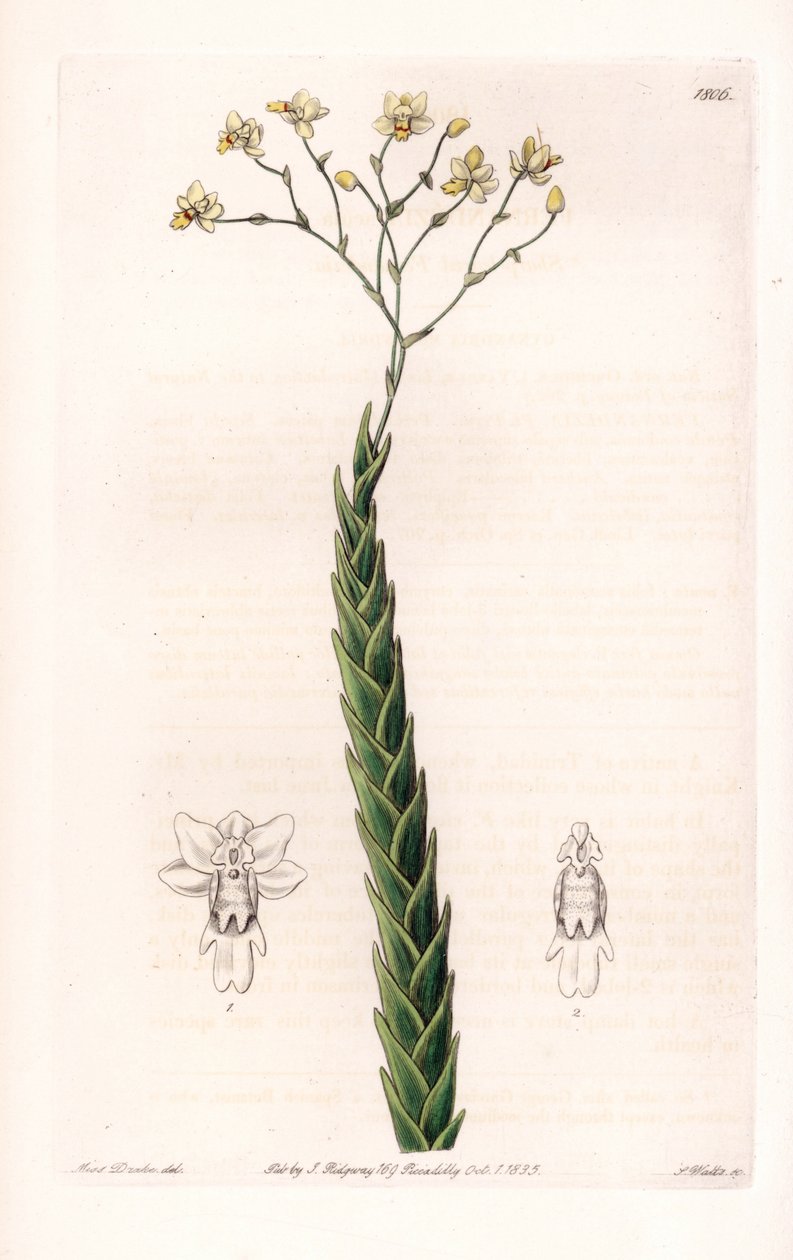 蘭：ロックハルティアのエキゾチックな品種 - イギリスのSydenham Edwards(1768-1819)のBotanical Registerに掲載されたSarah Anne Drake(1803-1857)のイラストをS.Wattsがエングレーヴィングしたものです。 作： シデナム・ティースト・エドワーズ