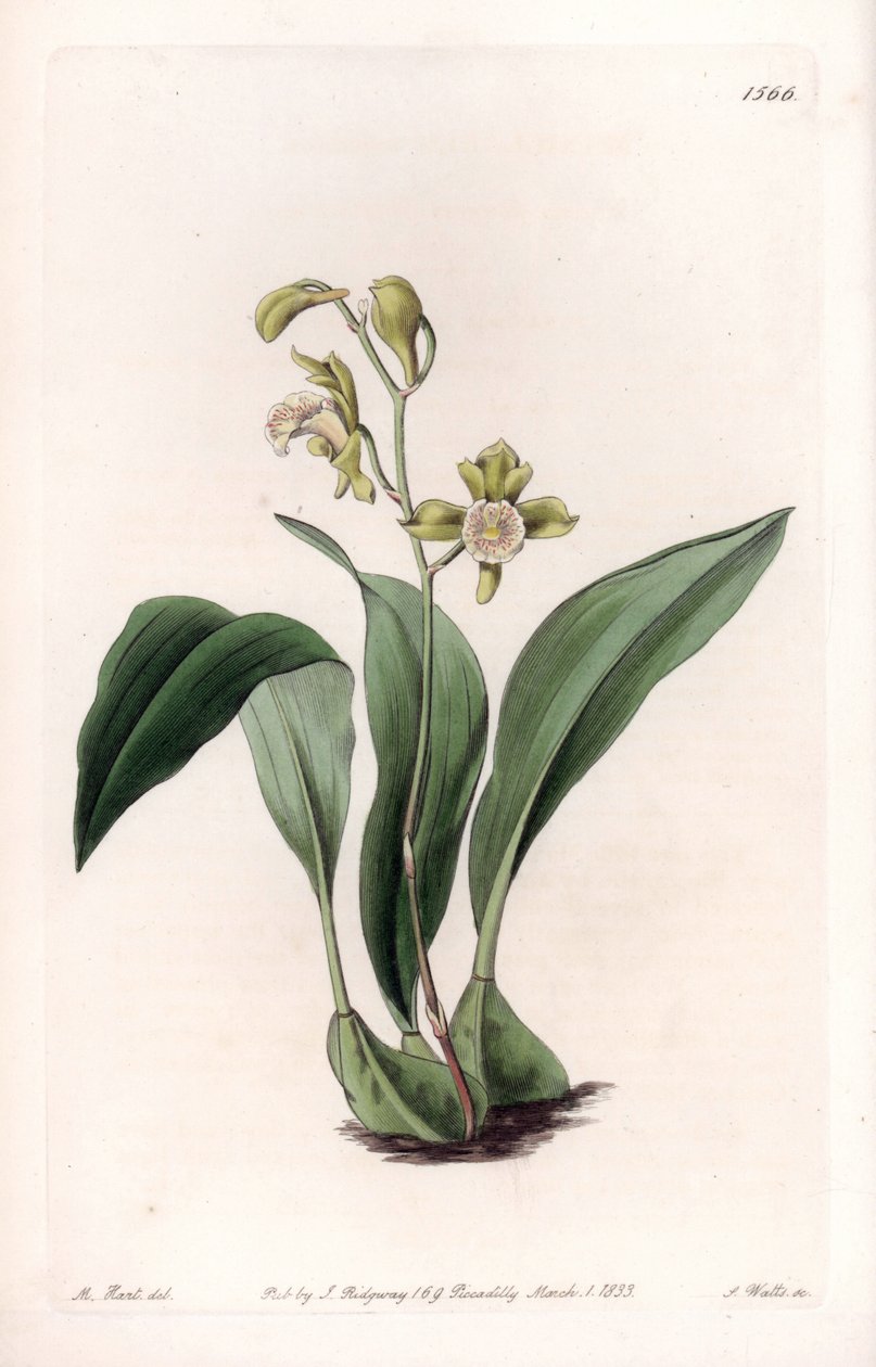 Orchid: maxillary a bunches - イギリス、Sydenham Edwards (1768-1819)のBotanical Registerに掲載されたSarah Anne Drake (1803-1857)のイラストをS.Wattsがエングレービングしたボード。 作： シデナム・ティースト・エドワーズ