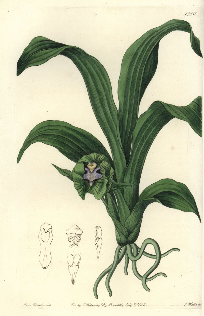 蘭の品種 - Pabstia viridis orchid (Green maxillaria, Maxillaria viridis).Sydenham Edwards