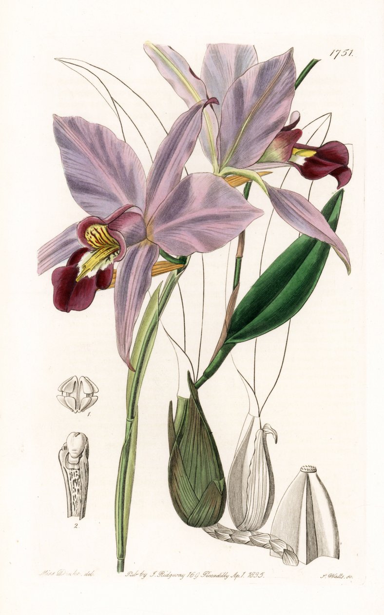 蘭：Variete de laelia - イギリスのSydenham Edwards(1768-1819)のBotanical Registerに掲載されたSarah Anne Drake(1803-1857)のイラストをS.Wattsがエングレーヴィングしたもの。 作： シデナム・ティースト・エドワーズ