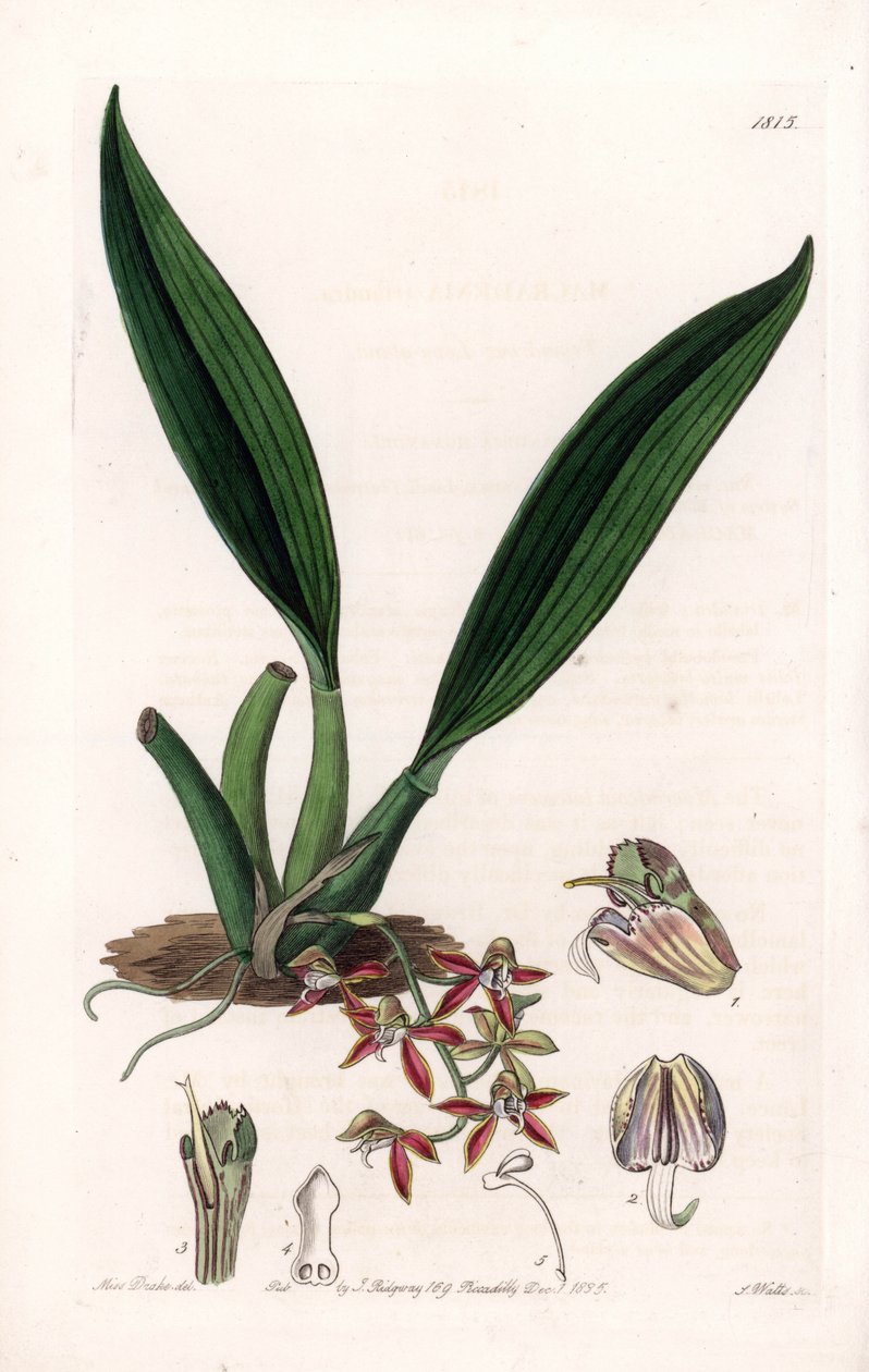 蘭：ギアナ原産のmacradeniaの変種 - イギリスのSydenham Edwards（1768-1819）のBotanical Registerに掲載されたSarah Anne Drake（1803-1857）のイラストをS.Wattsがエングレーヴィングしたもの。 作： シデナム・ティースト・エドワーズ