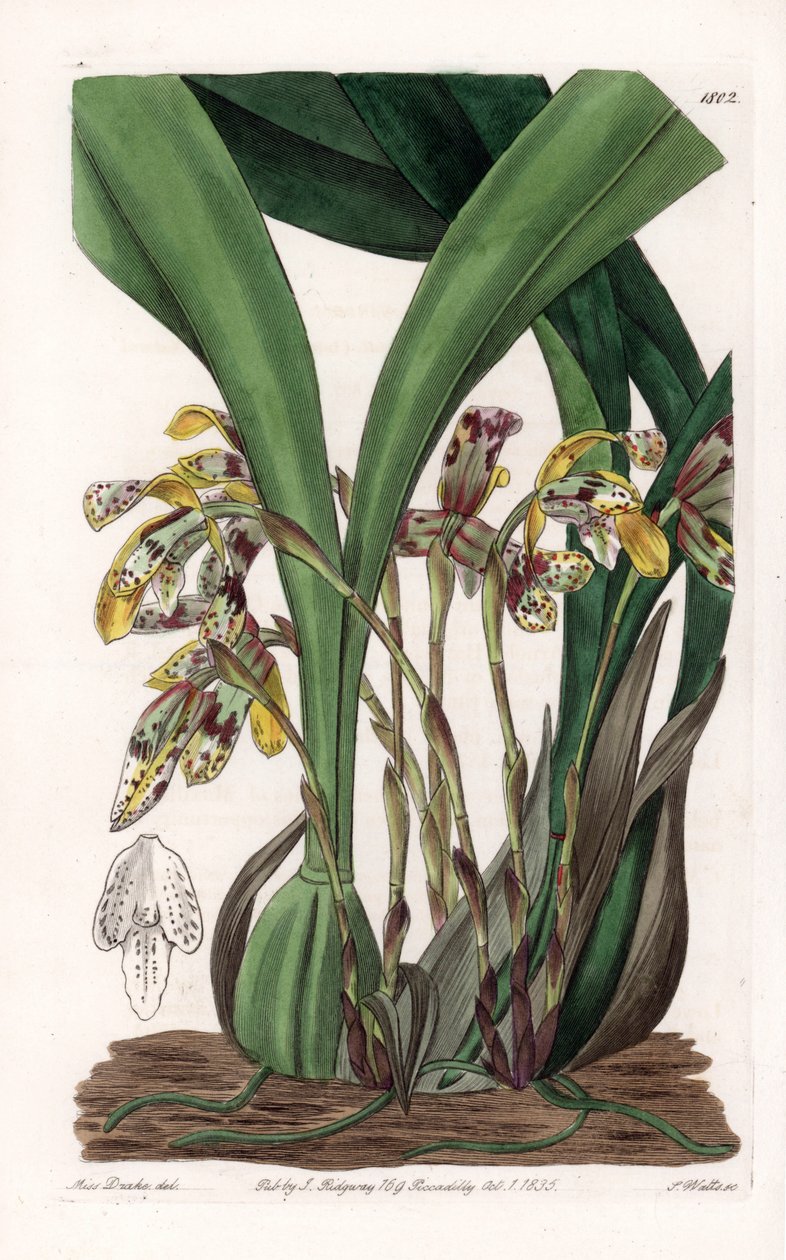 蘭：南アメリカ原産のマキシラリアの変種 - イギリスのSydenham Edwards(1768-1819)のBotanical Registerに掲載されたSarah Anne Drake(1803-1857)のイラストをもとにS.Wattsが版下を作成。 作： シデナム・ティースト・エドワーズ